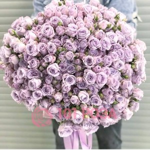 101 кустовая Роза фиолетовая