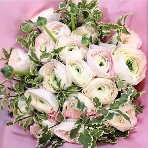 Букет Ранункулюсов бело розовых