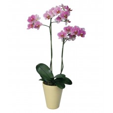 Орхидея в горшке "Фаленопсис"
