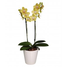 Орхидея в горшке "Фаленопсис"