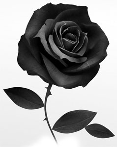 Купить черную розу